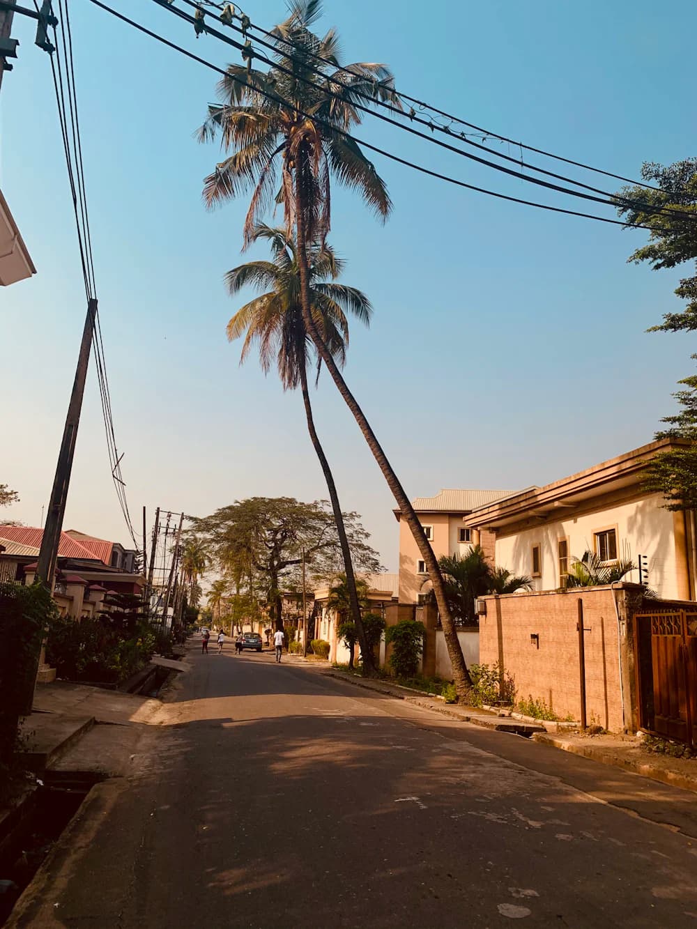A quiet residential street lined with palm trees and family homes.